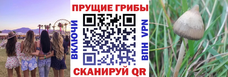 Псилоцибиновые грибы MAGIC MUSHROOMS  что такое   Подпорожье 